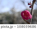 春を待つ梅の花 108039686