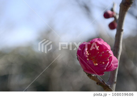 春を待つ梅の花 108039686