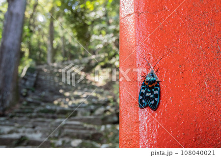 神倉神社の鳥居にとまった美しい蛾「サツマニシキ」(和歌山県新宮市) 神倉神社の鳥居にとまった美しい蛾「サツマニシキ」(和歌山県新宮市) 108040021