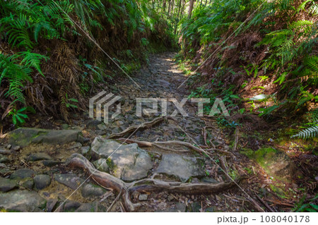 熊野古道の古い石畳　三軒茶屋跡付近（和歌山県田辺市本宮町） 108040178