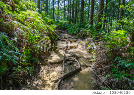 熊野古道　三軒茶屋跡付近（和歌山県田辺市本宮町） 108040180