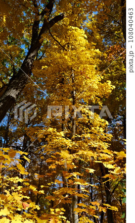 アメリカ　秋　紅葉 108040463