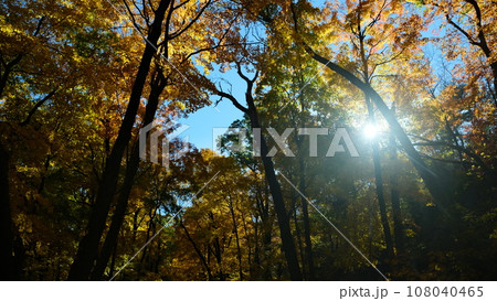 アメリカ　光　神　紅葉 108040465