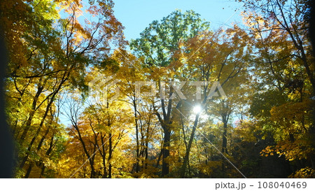 アメリカ 光 神 紅葉 アメリカ 光 神 紅葉 108040469
