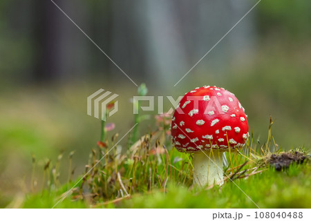 The Fly Agaric - Amanita muscaria 108040488