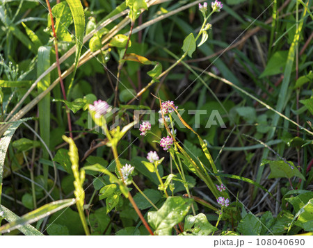 朝露に濡れたミゾソバの花 108040690