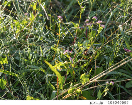 朝露に濡れたミゾソバの花 108040693