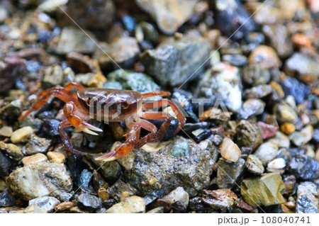 ゆずの里毛呂山町の観光スポット獅子ヶ滝の水辺に生息するサワガニの生態写真 108040741