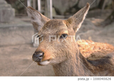 シカアップ シカアップ 108040826