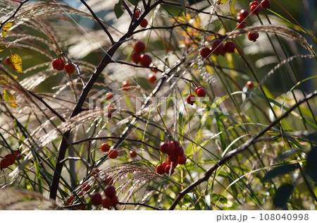 秋の日に薔薇の実と枯れすすき 108040998