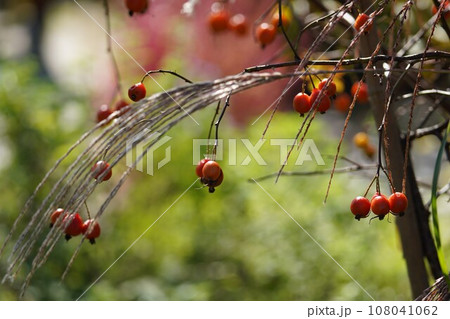 秋の日に薔薇の実と枯れすすき 108041062