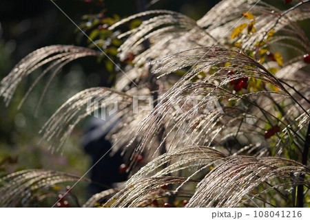 秋の日のススキ 108041216