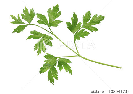 イタリアンパセリ 108041735