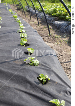 Fresh cucumber seedlings in the garden bed mulched with black sponbond. Fresh cucumber seedlings in the garden bed mulched with black sponbond. 108041868