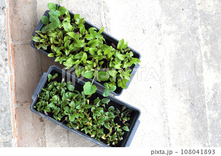 Beet seedlings for growing in the garden. Beet sprouts in a container. Growing beet microgreens at home, greens, city farm. Beet seedlings for growing in the garden. Beet sprouts in a container. Growing beet microgreens at home, greens, city farm. 108041893