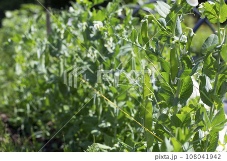 Beautiful close-up of green fresh peas and pea pods. 108041942