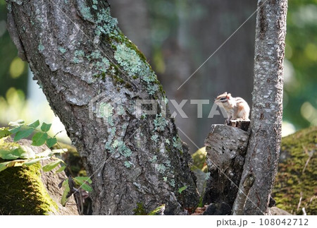 切り株に座るシマリス 切り株に座るシマリス 108042712