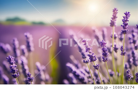 Lavender field in full bloom 108043274