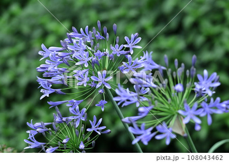 放射状に咲く 放射状に咲く 108043462