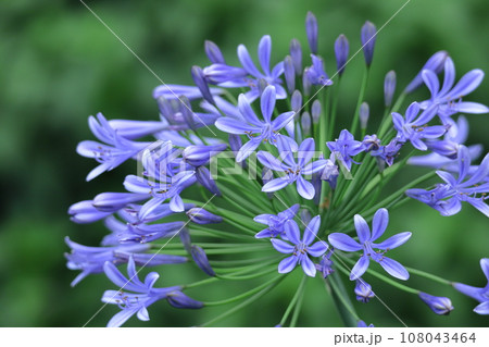 放射状に咲く 108043464