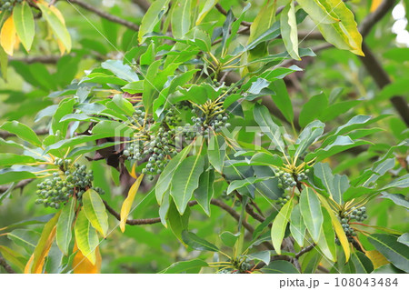 たくさんの実をつけたユズリハの木 108043484