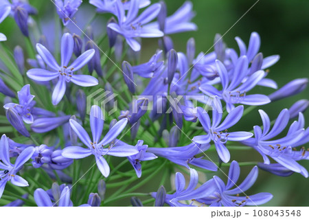 放射状に咲く 放射状に咲く 108043548