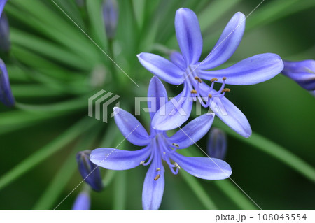 放射状に咲く 放射状に咲く 108043554