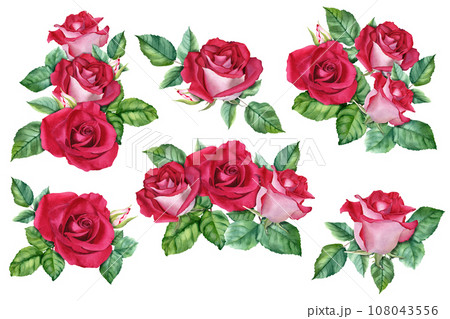 A big set of compositions with roses blooms, buds and leaves. Watercolor Illustration isolated on white for cards invitation 108043556
