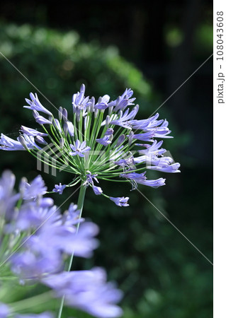 放射状に咲く 108043608