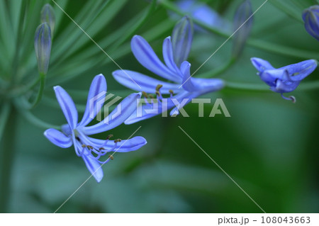 放射状に咲く 108043663