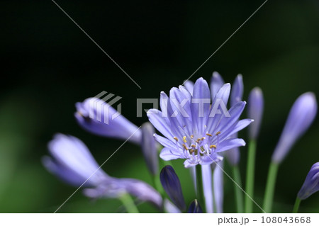 放射状に咲く 放射状に咲く 108043668