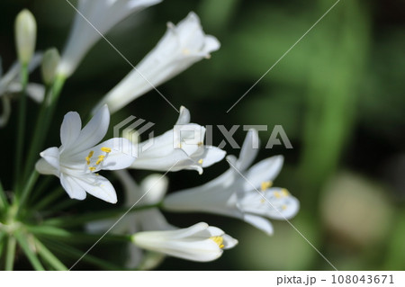 放射状に咲く 放射状に咲く 108043671