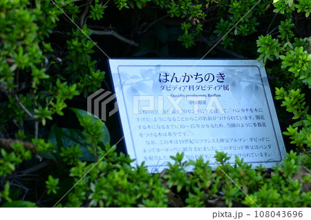 ハンカチの木の実 大船フラワーセンター ハンカチの木の実 大船フラワーセンター 108043696