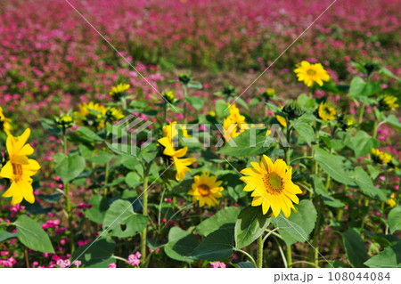 じゅうたんを敷詰めたような赤蕎麦畑 108044084