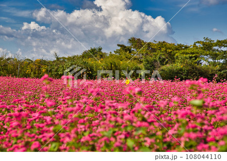 じゅうたんを敷詰めたような赤蕎麦畑 じゅうたんを敷詰めたような赤蕎麦畑 108044110