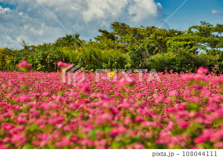 じゅうたんを敷詰めたような赤蕎麦畑 108044111