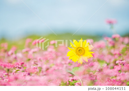 じゅうたんを敷詰めたような赤蕎麦畑 108044151