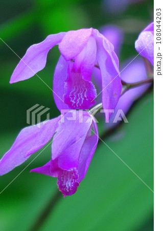 可憐な紫の花 108044203