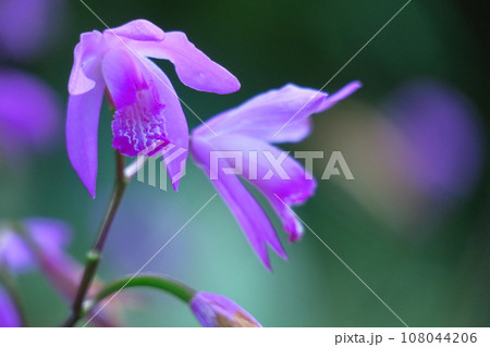 可憐な紫の花 108044206