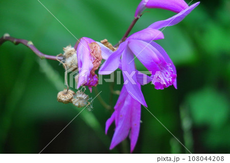 可憐な紫の花 可憐な紫の花 108044208