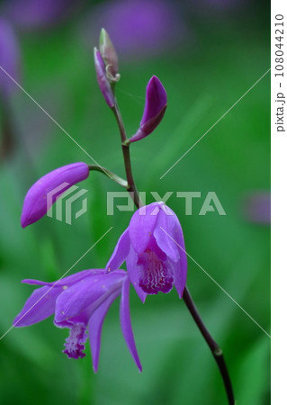可憐な紫の花 108044210