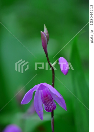 可憐な紫の花 可憐な紫の花 108044212