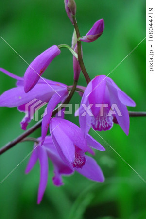 可憐な紫の花 108044219