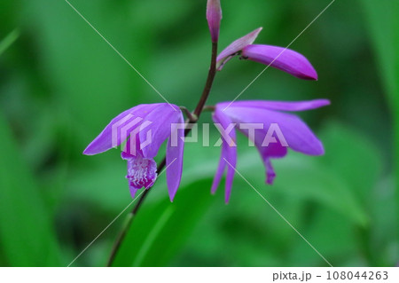 可憐な紫の花 108044263