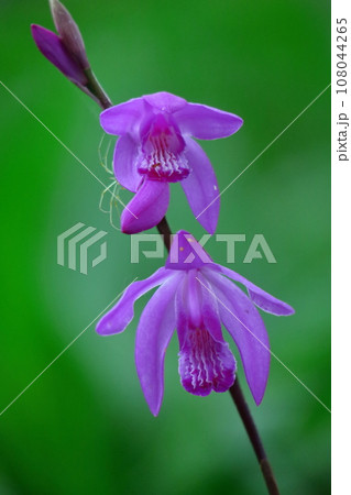 可憐な紫の花 108044265