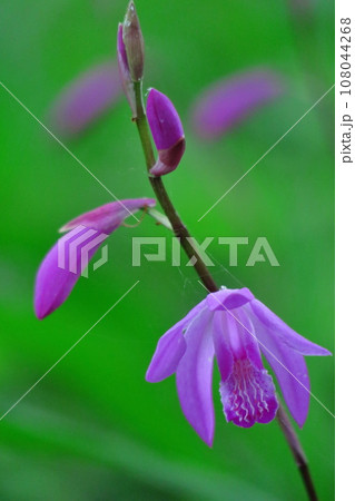 可憐な紫の花 可憐な紫の花 108044268