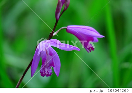 可憐な紫の花 108044269