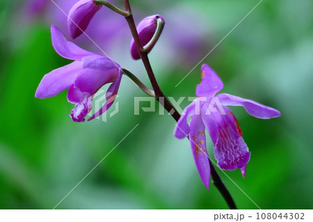 可憐な紫の花 可憐な紫の花 108044302