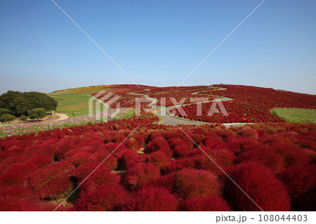茨城県ひたち海浜公園の見頃を迎えたコキア 108044403