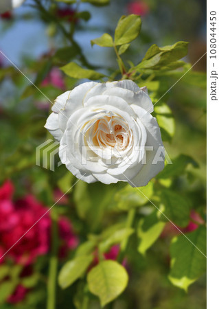 Floribunda rose Ledreborg Floribunda rose Ledreborg 108044450